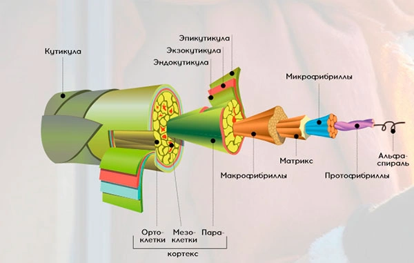 шерсть.jpg