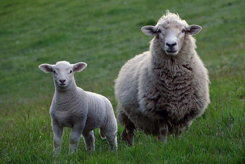 woolmark_norveg